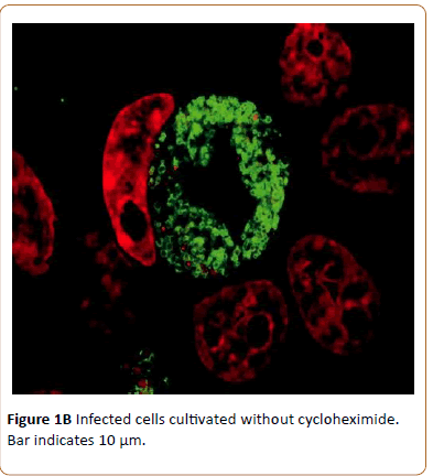 biomedical-science-applications-Infected