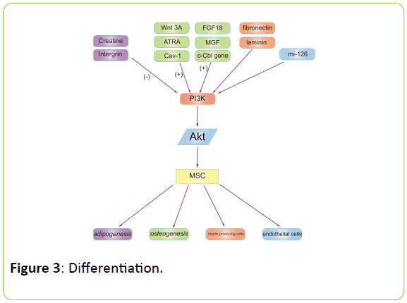 british-biomedical-bulletin-Differentiation