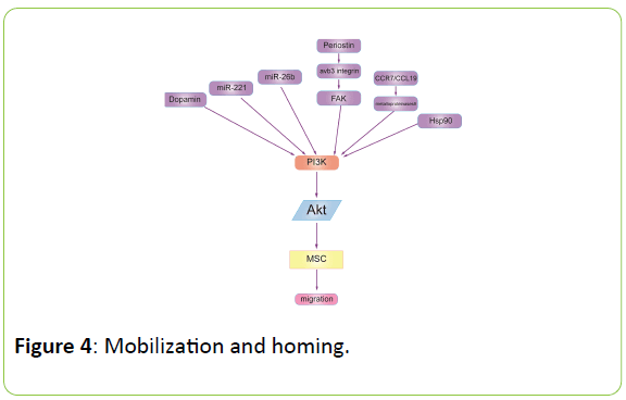 british-biomedical-bulletin-Mobilization-homing