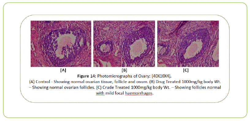 british-biomedical-bulletin-Photomicrographs-of-Ovary