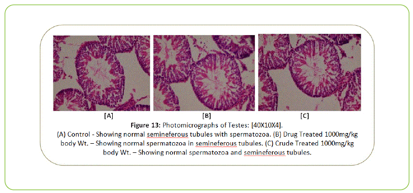 british-biomedical-bulletin-Photomicrographs-of-Testes