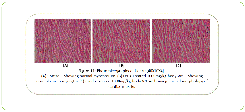 british-biomedical-bulletin-Photomicrographs-of-heart