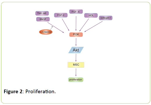 british-biomedical-bulletin-Proliferation