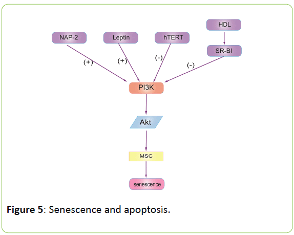 british-biomedical-bulletin-Senescence-apoptosis