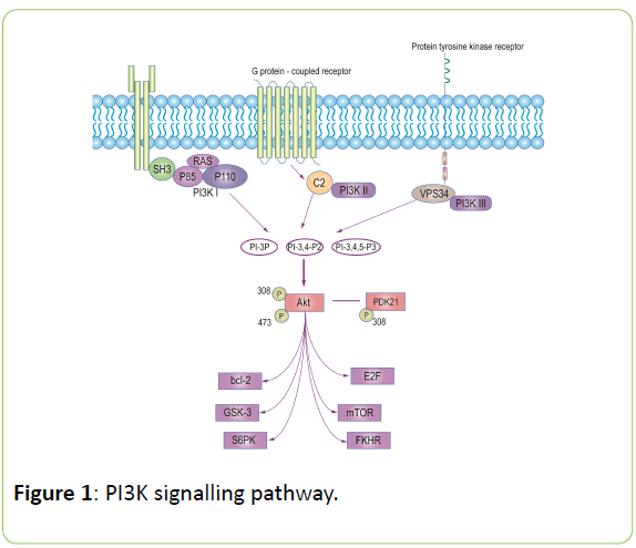 british-biomedical-bulletin-signalling-pathway