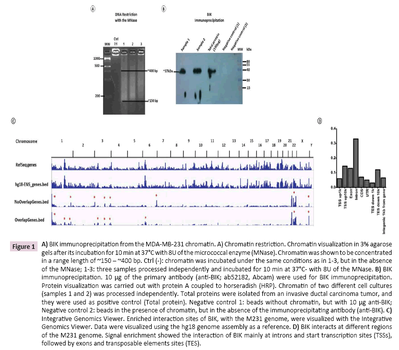 cancer-biology-and-therapeutic-oncology-immunoprecipitation