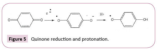 cell-developmental-biology-protonation