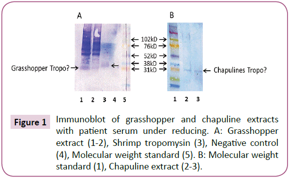 clinical-immunology-grasshopper-chapuline