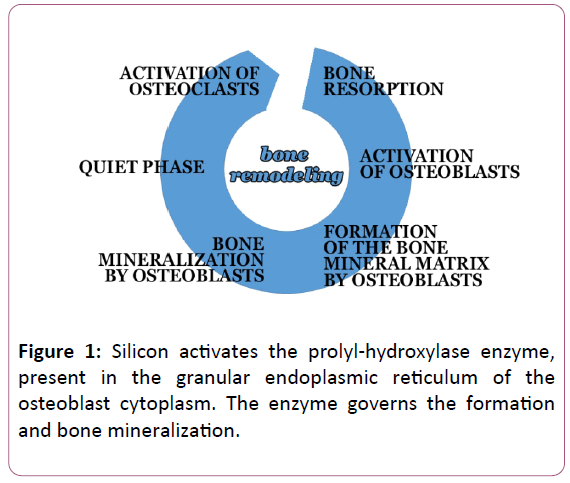 clinical-medicine-therapeutics-endoplasmic-reticulum