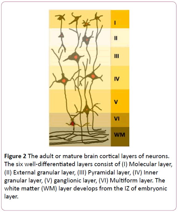 congenital-diseases-adult-mature-brain