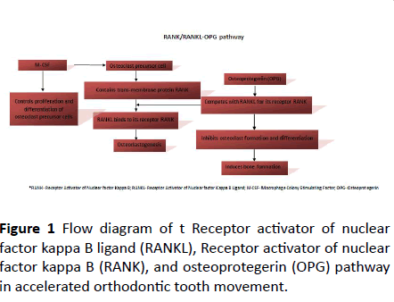 dental-craniofacial-research-Flow-diagram