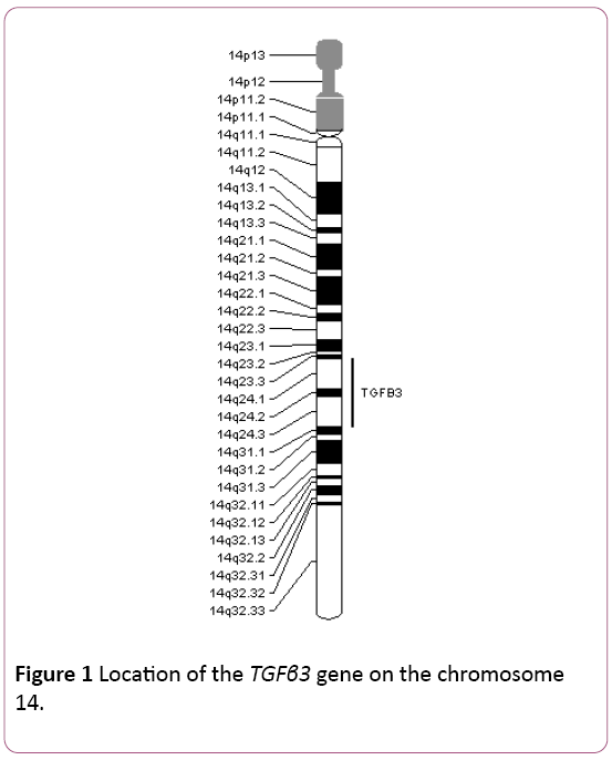 dental-craniofacial-research-gene-chromosome