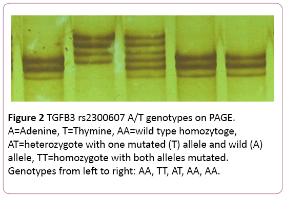 dental-craniofacial-research-genotypes-PAGE