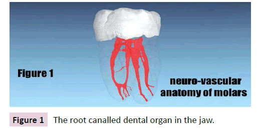 dental-craniofacial-research-root-canalled