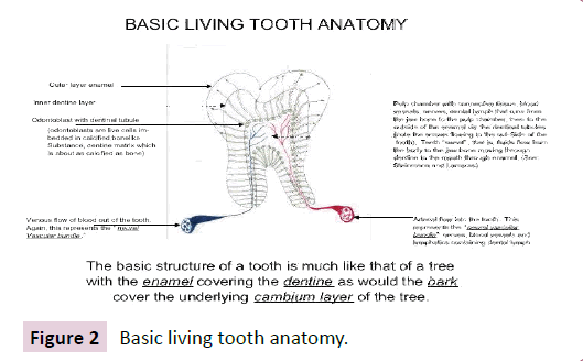 dental-craniofacial-research-tooth-anatomy