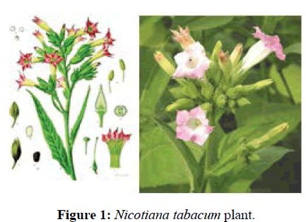 der-chemica-sinica-Nicotiana-tabacum