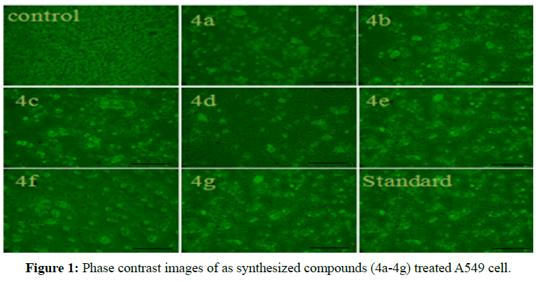 der-chemica-sinica-Phase-contrast