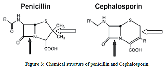 der-chemica-sinica-penicillin-Cephalosporin