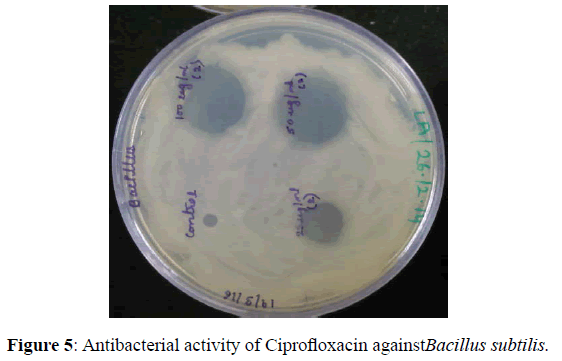 der-pharmacia-sinica-Ciprofloxacin