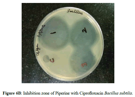 der-pharmacia-sinica-Inhibition-zone