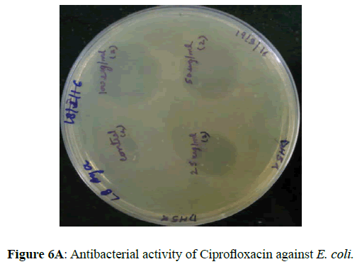 der-pharmacia-sinica-activity