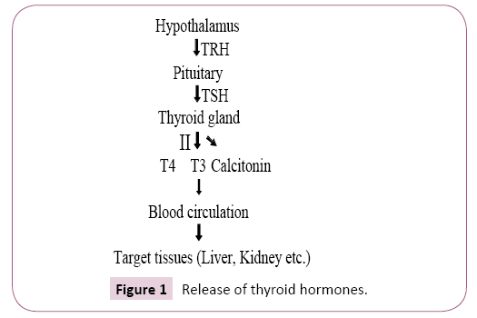 endocrinology-research-and-metabolism-thyroid