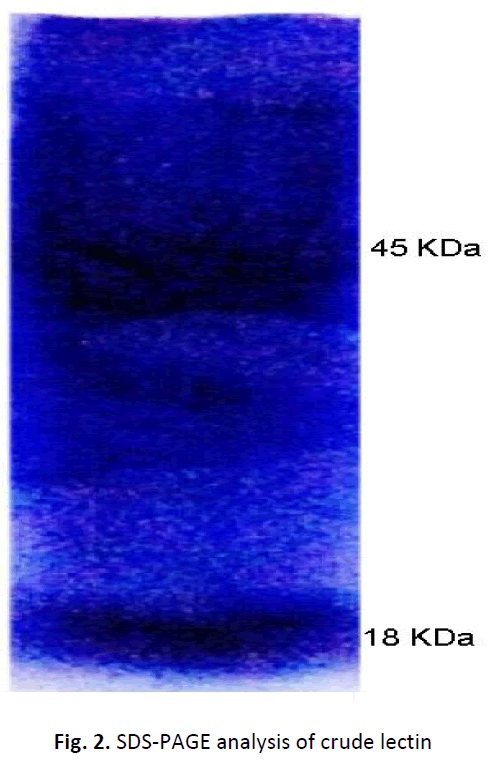 ethnomedicine-analysis-crude-lectin