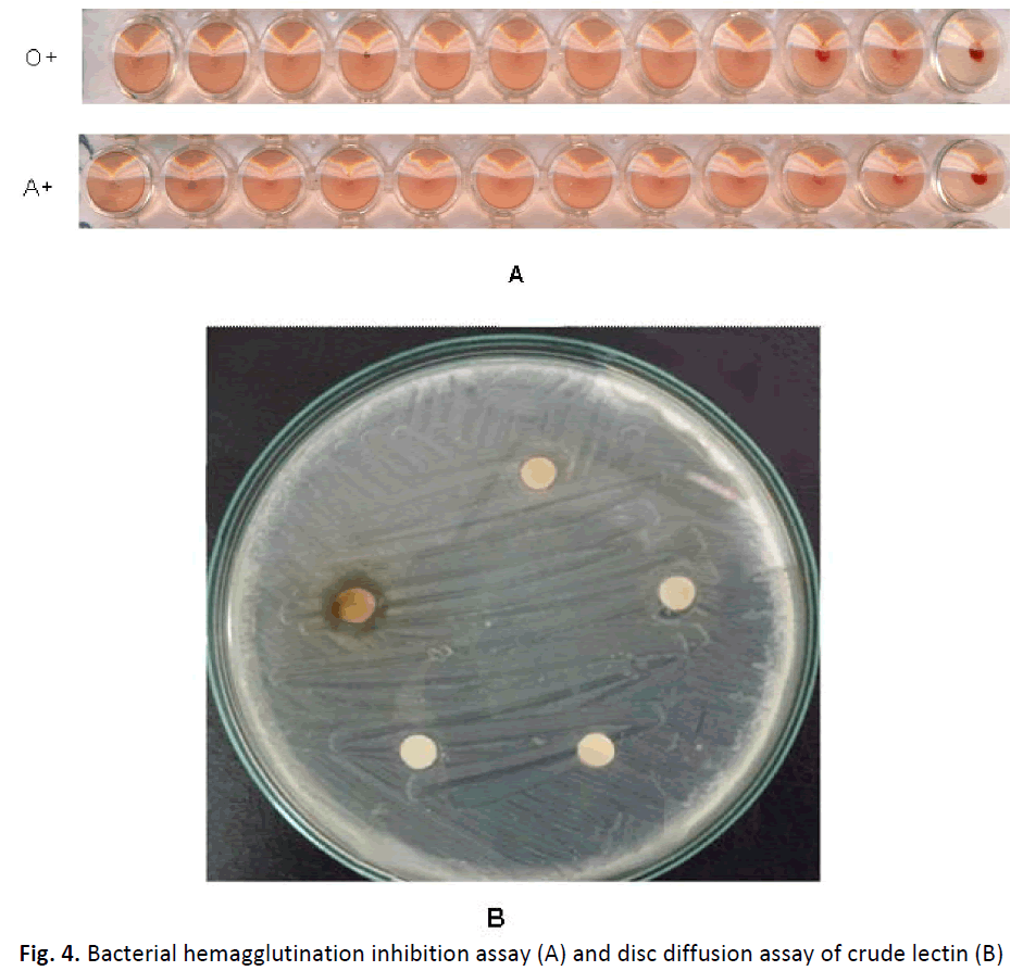 ethnomedicine-bacterial-hemagglutination-inhibition