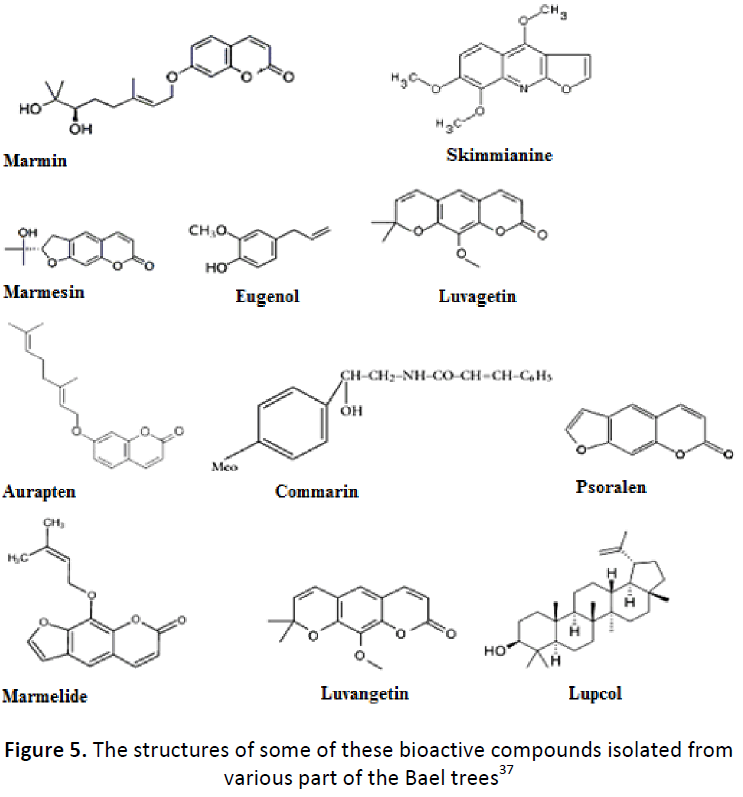 ethnomedicine-bioactive-bael-trees