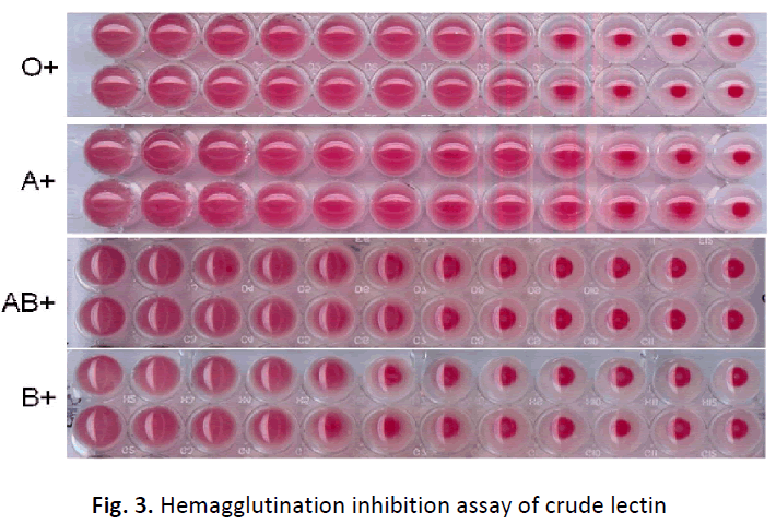 ethnomedicine-hemagglutination-inhibition-lectin