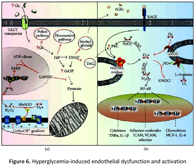 ethnomedicine-hyperglycemia-endothelial-dysfunction