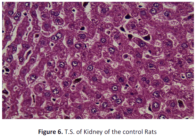 ethnomedicine-kidney-control-rats