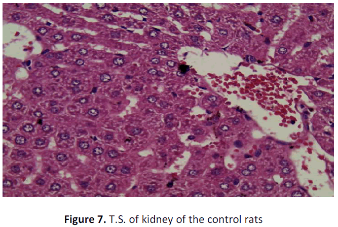 ethnomedicine-kidney-control-rats