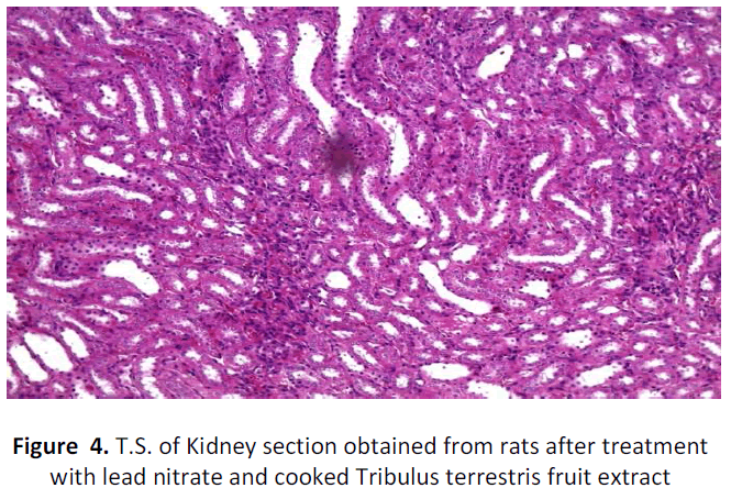 ethnomedicine-kidney-rats-fruit