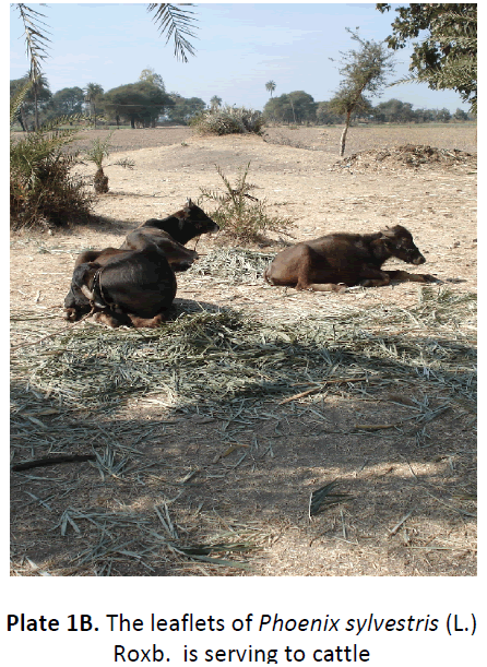 ethnomedicine-leaflets-serving-cattle