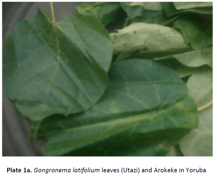 ethnomedicine-leaves-arokeke-yoruba