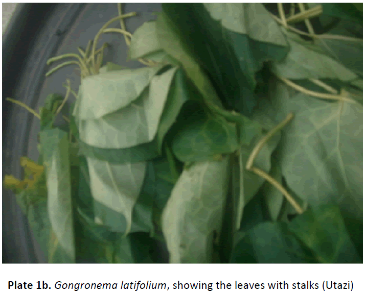 ethnomedicine-leaves-stalks-utazi