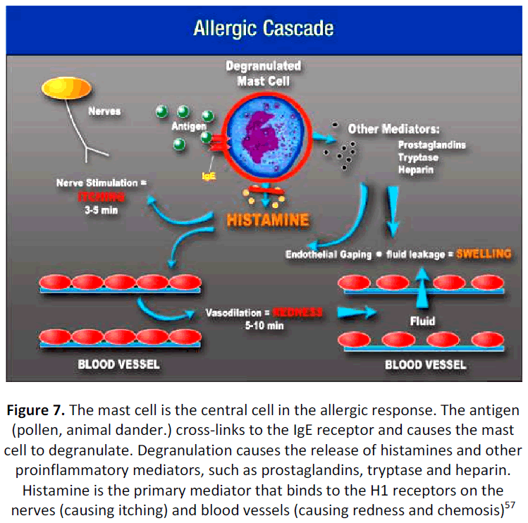 ethnomedicine-mast-allergic-antigen