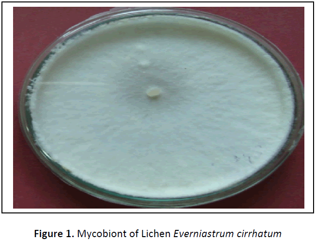 ethnomedicine-mycobiont-lichen