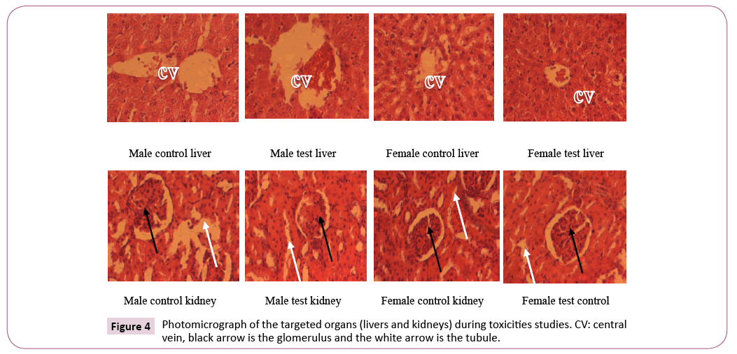 ethnomedicine-organs