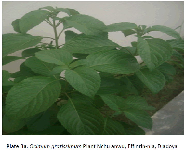 ethnomedicine-plant-nchu-anwu