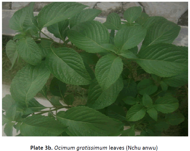 ethnomedicine-plant-nchu-anwu