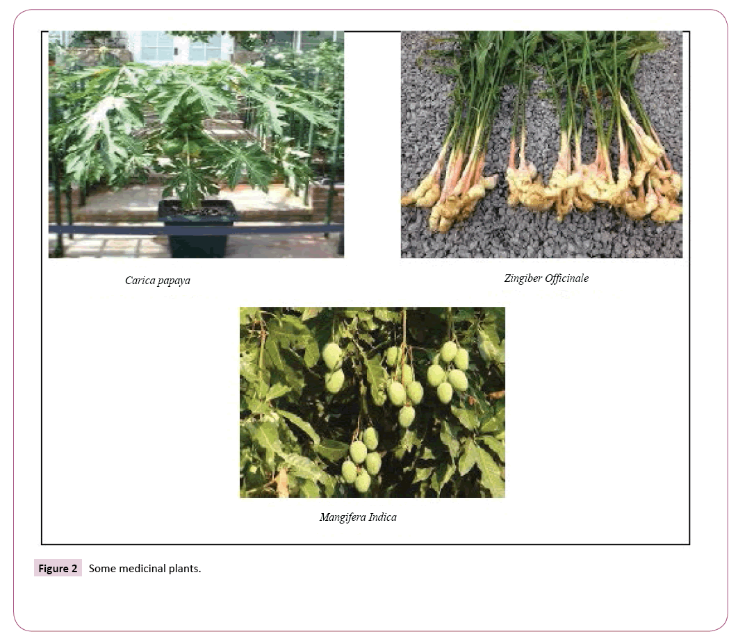 ethnomedicine-plants