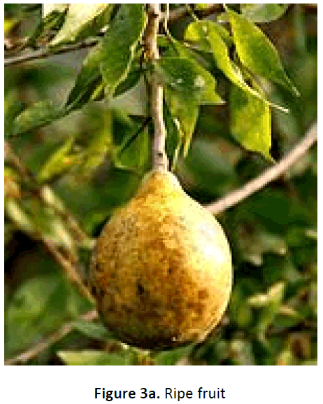 ethnomedicine-ripe-fruit