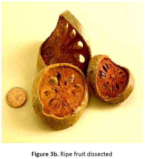 ethnomedicine-ripe-fruit-dissected