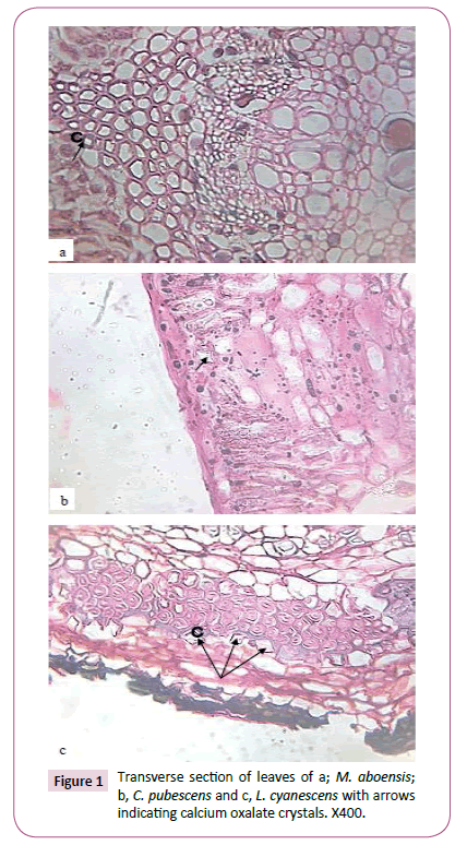 ethnomedicine-section