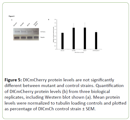 genetics-molecular-DICmCherry