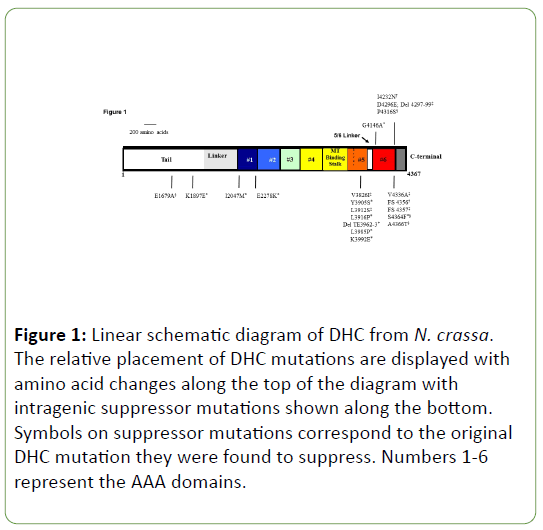 genetics-molecular-Linear-schematic-