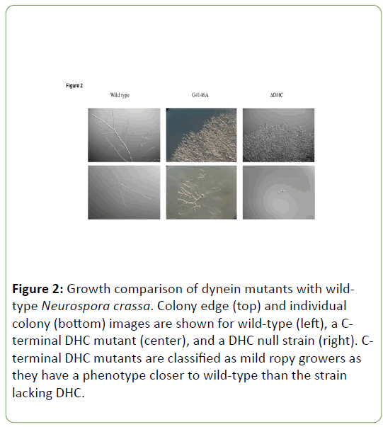 genetics-molecular-dynein-mutants