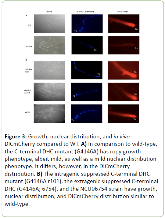 genetics-molecular-nuclear-distribution